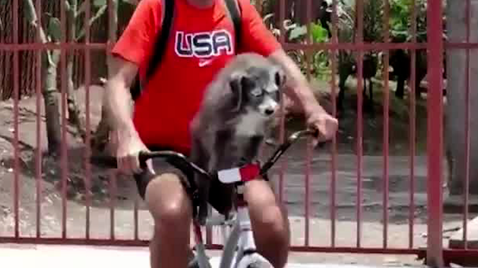 Perro tiene más de 10 años de viajar en bicicleta