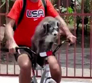 Perro tiene más de 10 años de viajar en bicicleta
