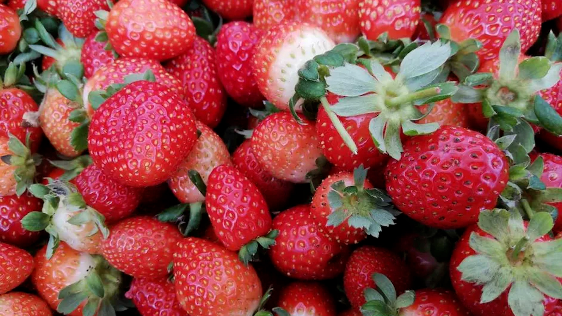 Feria de las fresas regresa a Varablanca