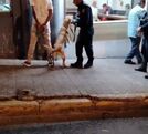 Oficiales realizaron operativo en San José. (MPS)
