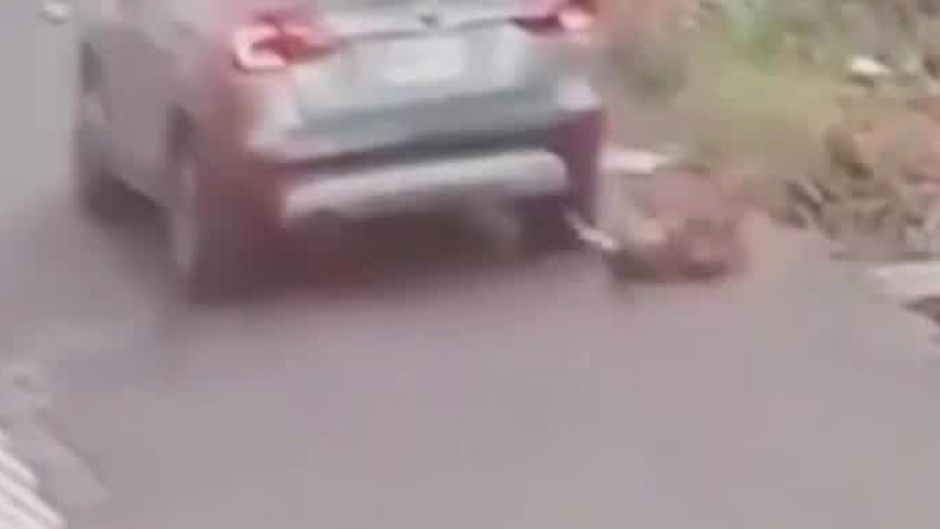 Video de atropello de perra en Cartago genera indignación