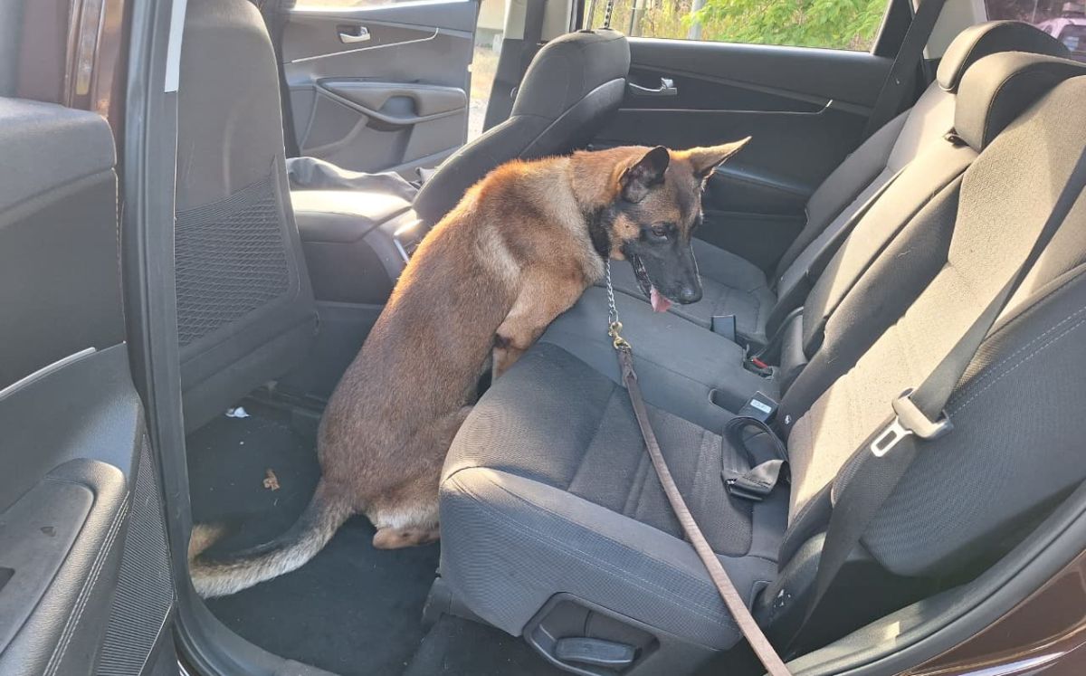 Un perro entrenado para la detección de drogas. (OIJ)
