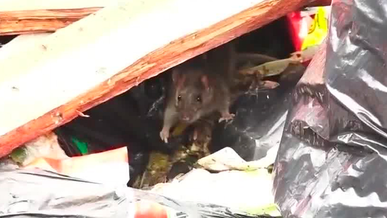 Vecinos de Hatillo denuncian plaga de ratas | VIDEO