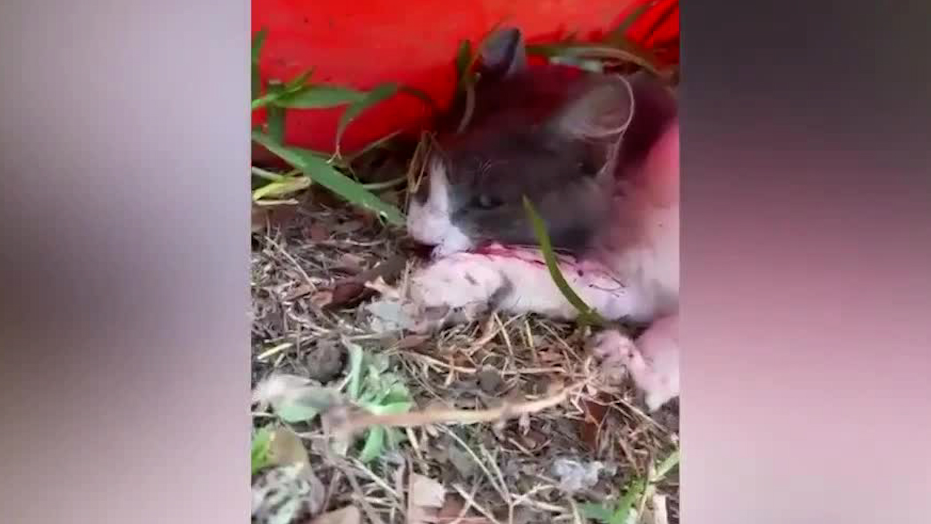 Gatita fue atropellada y continúa bajo observación médica