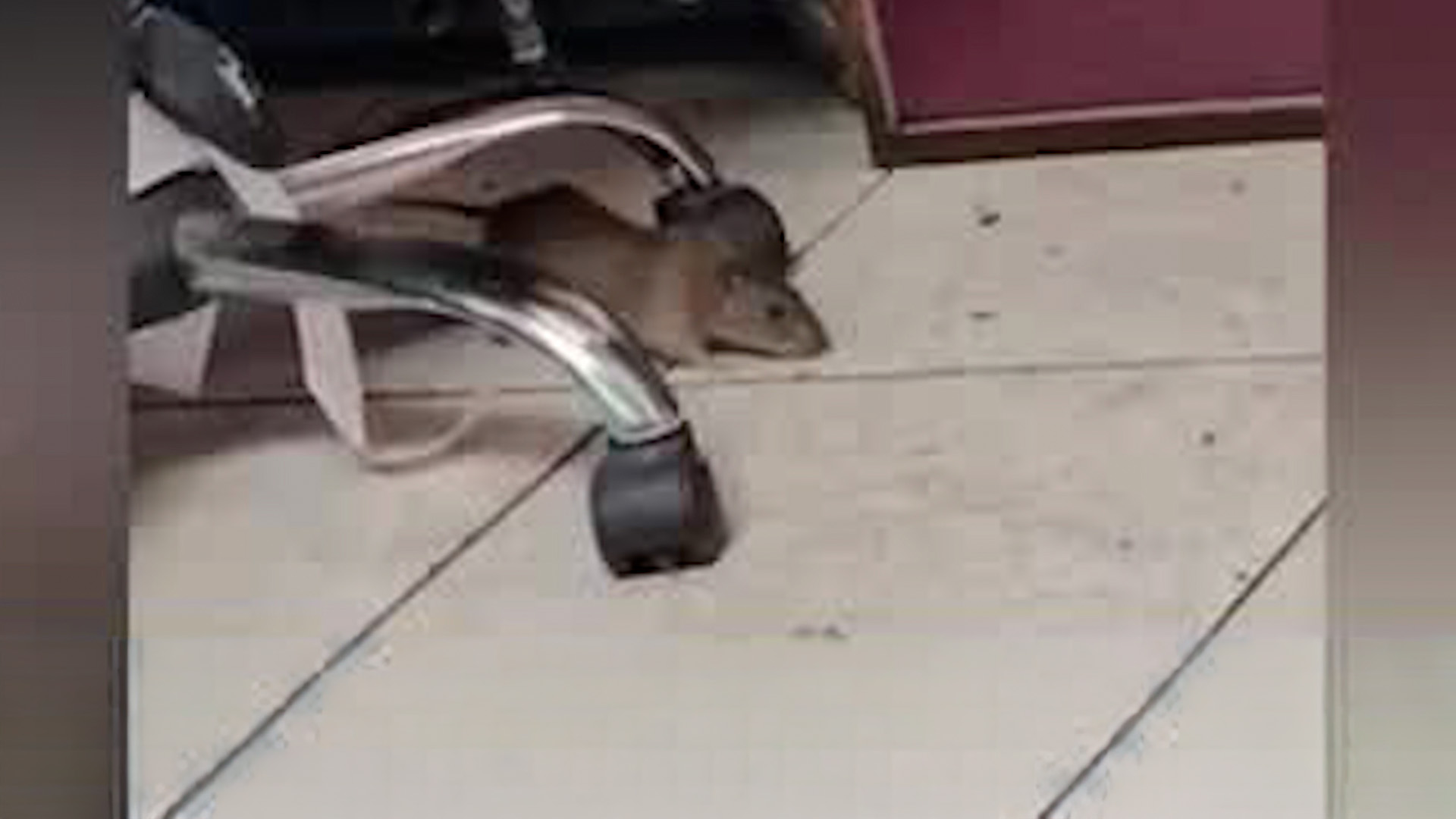 Denuncian plaga de ratas en taller municipal | VIDEO