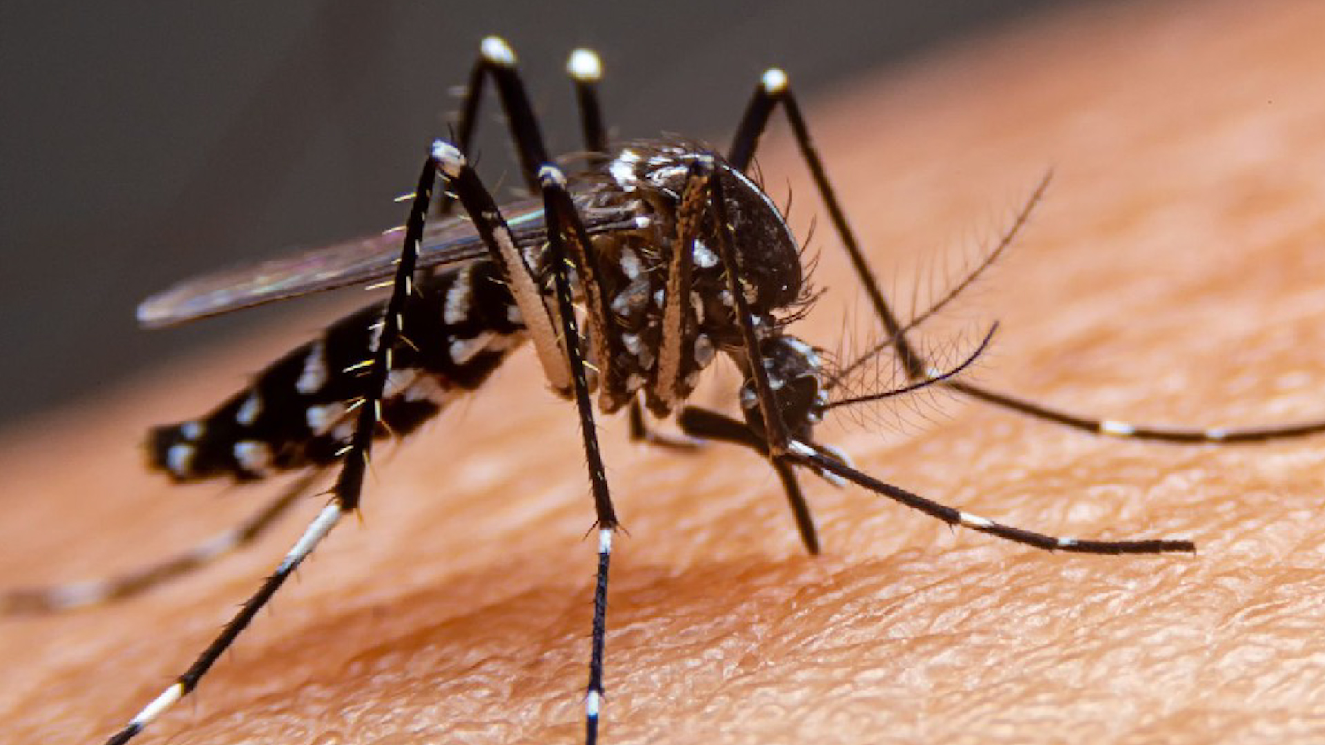 Inician acciones contra el dengue