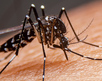 Inician acciones contra el dengue
