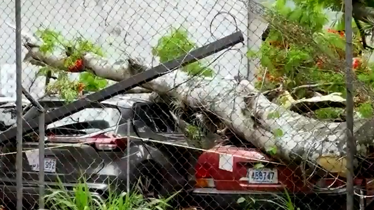 Caída de árbol dejó vehículos dañados | VIDEO