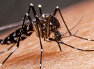 Inician acciones contra el dengue