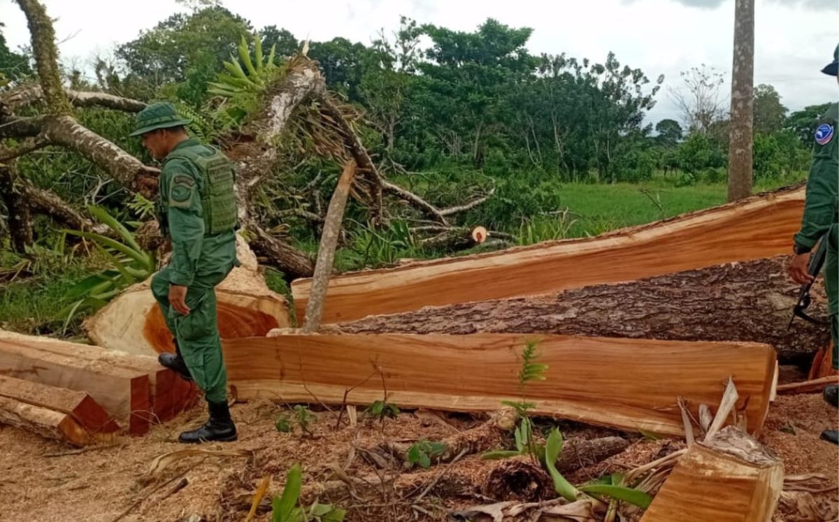 Madera encontrada por las autoridades. (MPS)