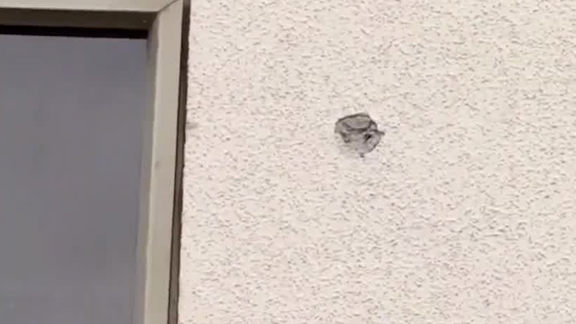 Capturan a sospechosos de balacera contra edificio del OIJ