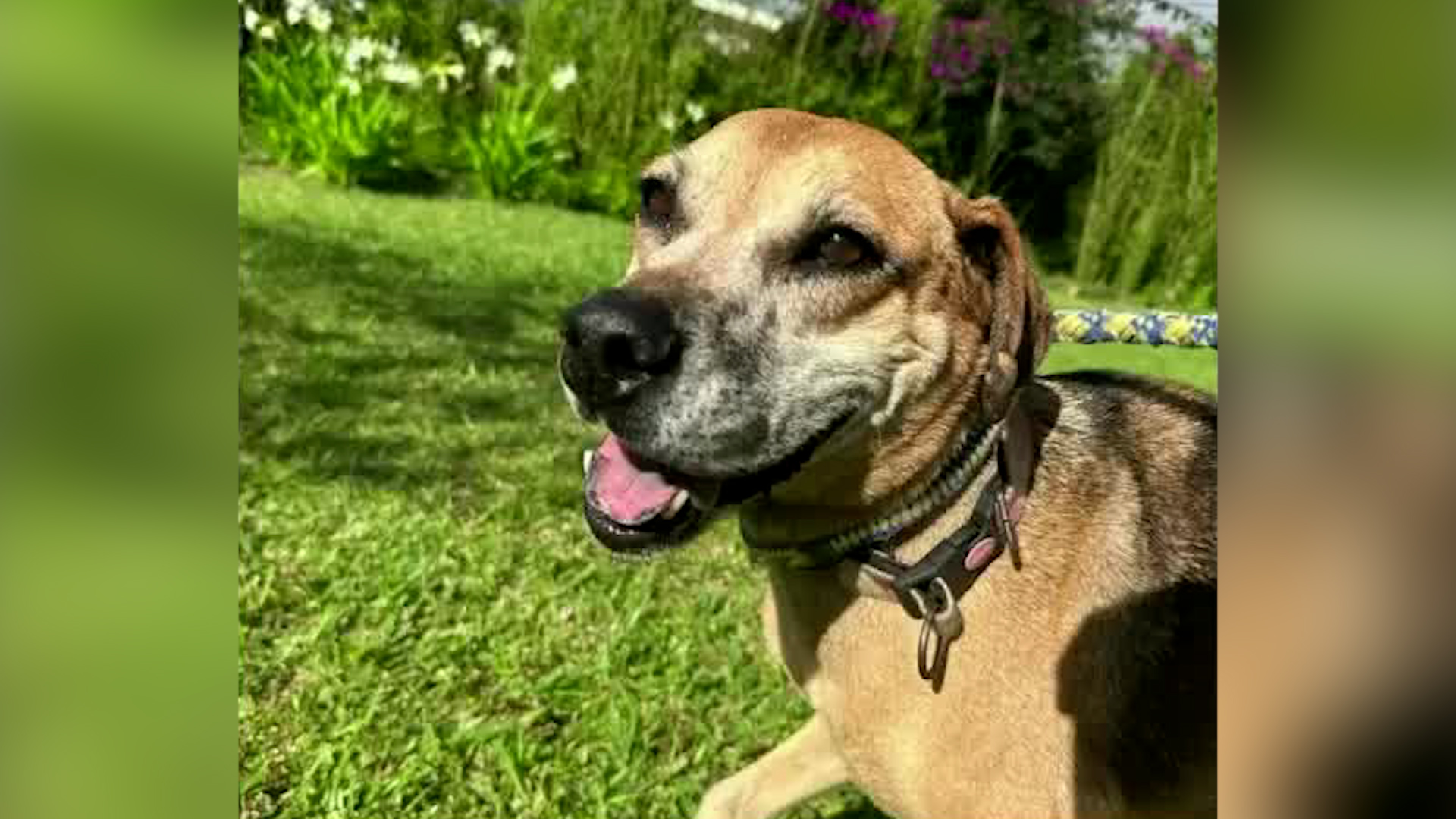 Perrita logró regresar a su hogar tras estar perdida | VIDEO