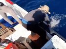 Pesca ilegal genera alerta en Pacífico Sur