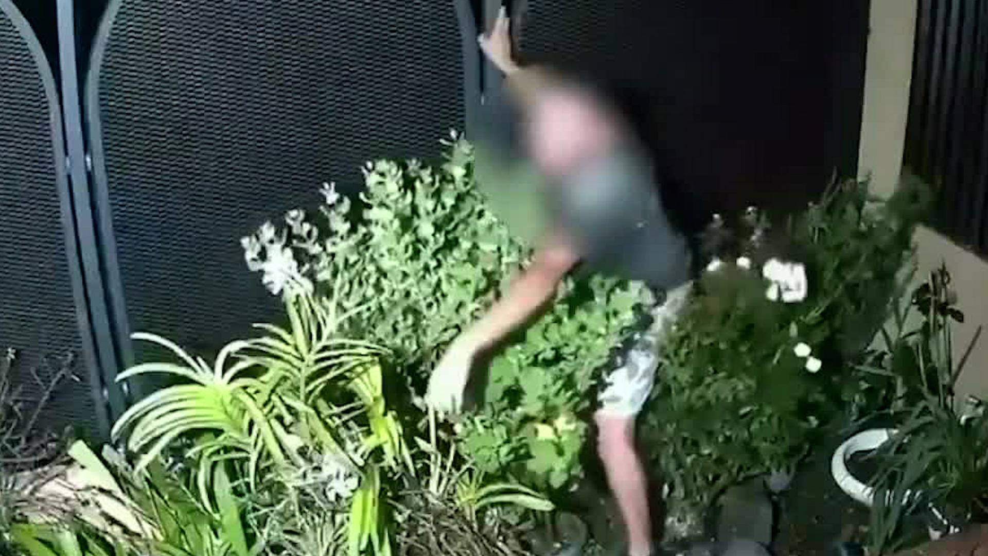 Hombre roba plantas de vivienda en Alajuela | VIDEO
