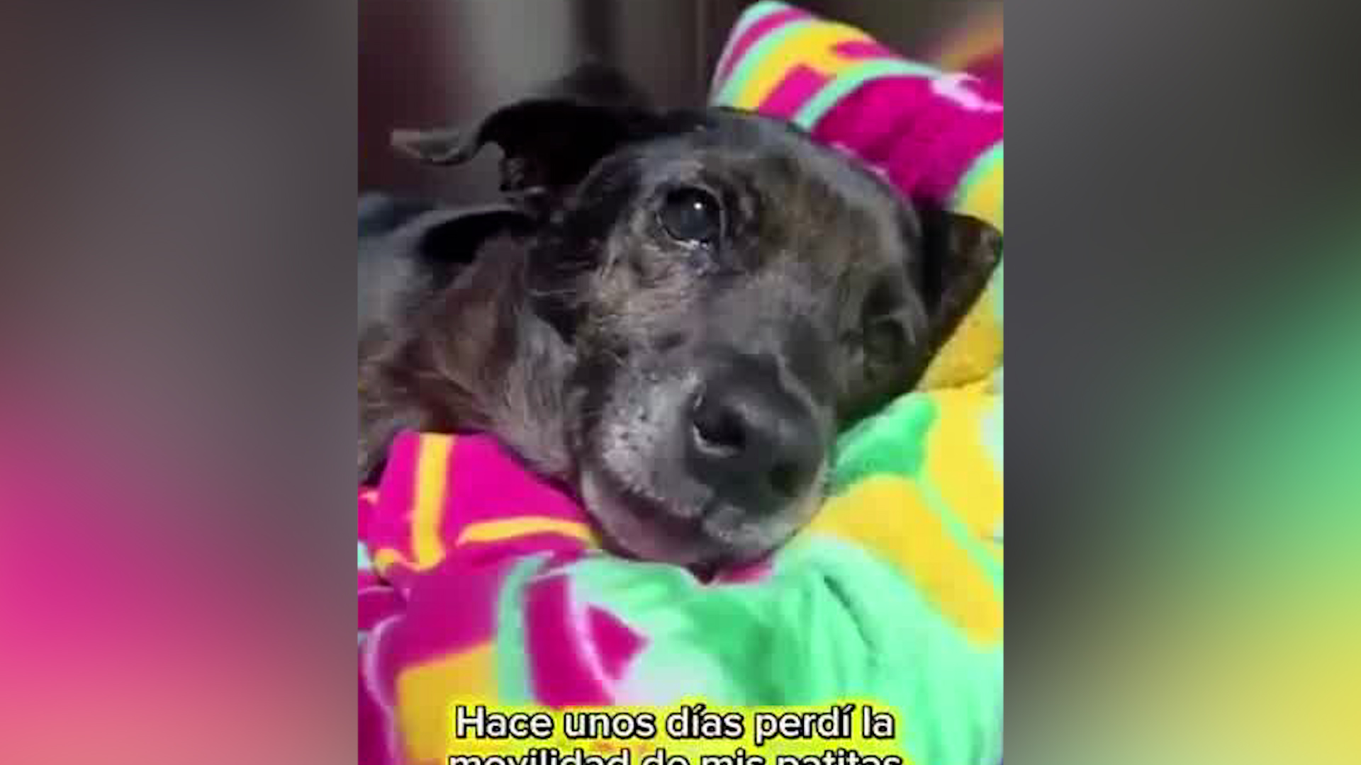Fénix fue atropellado en Guápiles
