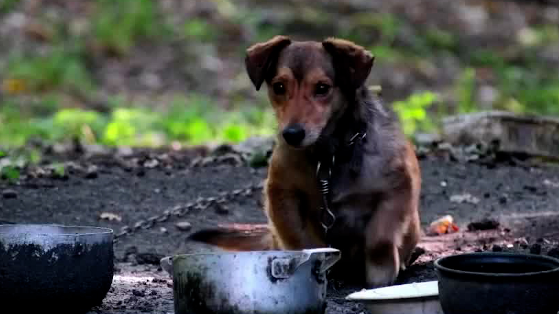 Clausuran primer criadero ilegal de perros en Heredia