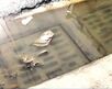 Fuga de aguas negras en Desamparados