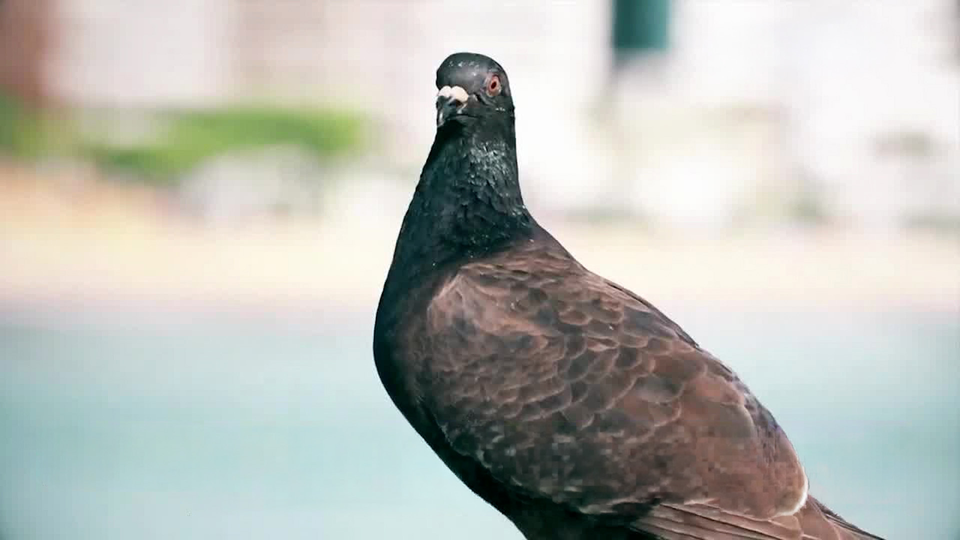 Narcos entrenan animales para transportar droga