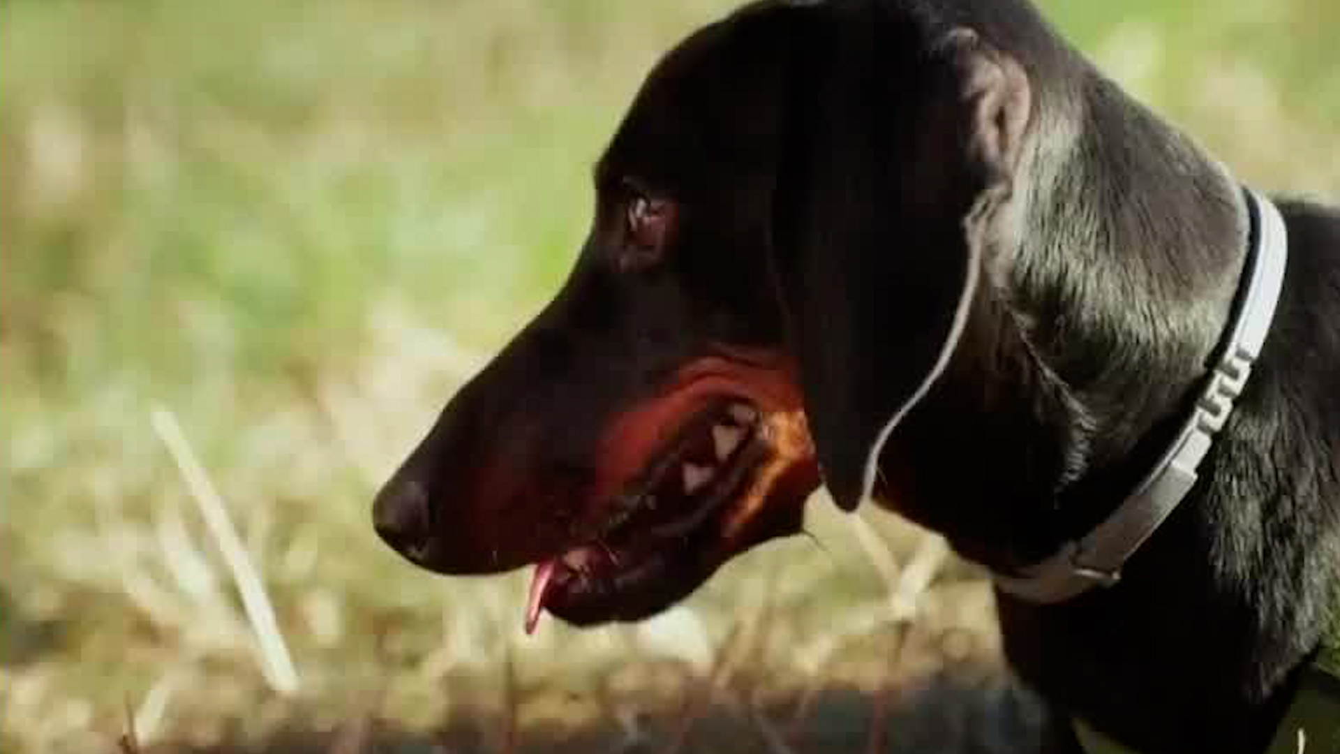 Nuevas medidas cambian la venta de perros y gatos en Costa Rica