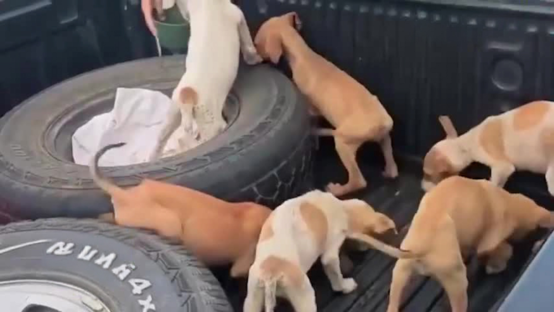 Perros abandonados en Aserrí fueron adoptados