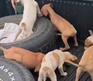 Perros abandonados en Aserrí fueron adoptados