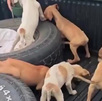 Perros abandonados en Aserrí fueron adoptados