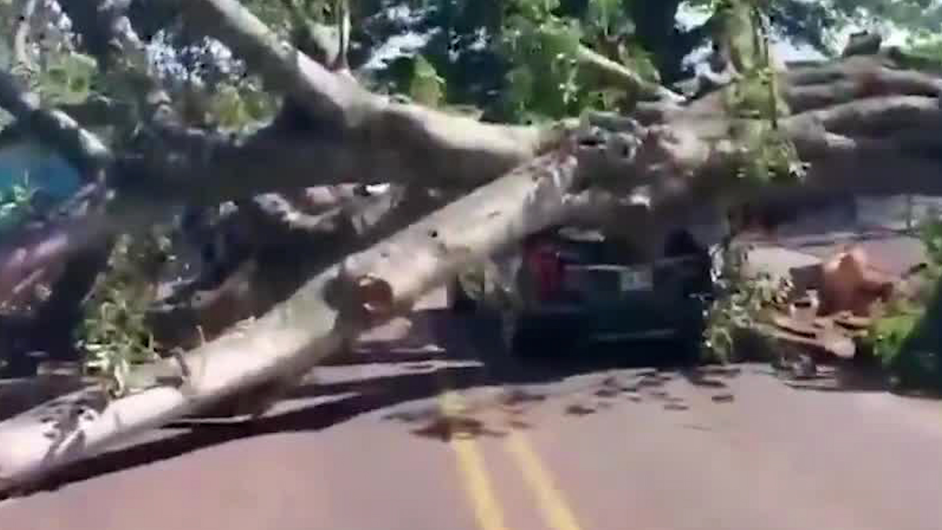 Mujer se salvó que árbol le cayera encima | VIDEO