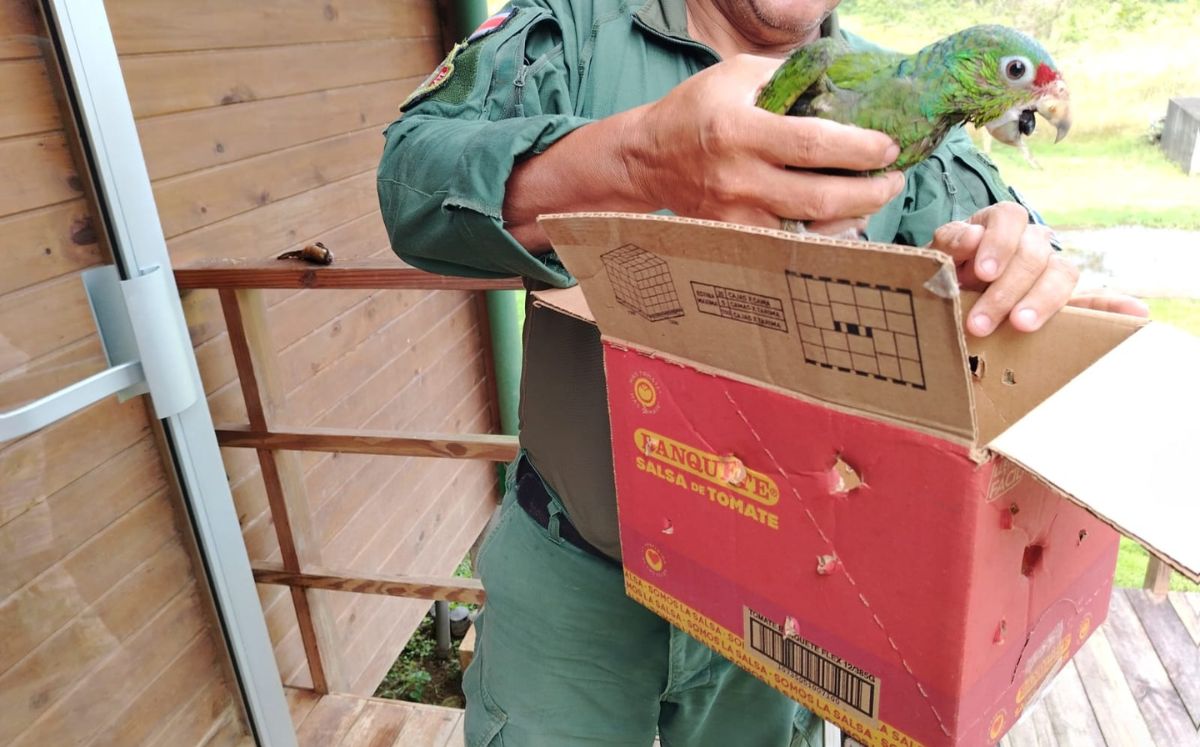 Rescatan pichón de lora durante tala ilegal en Barra del Colorado