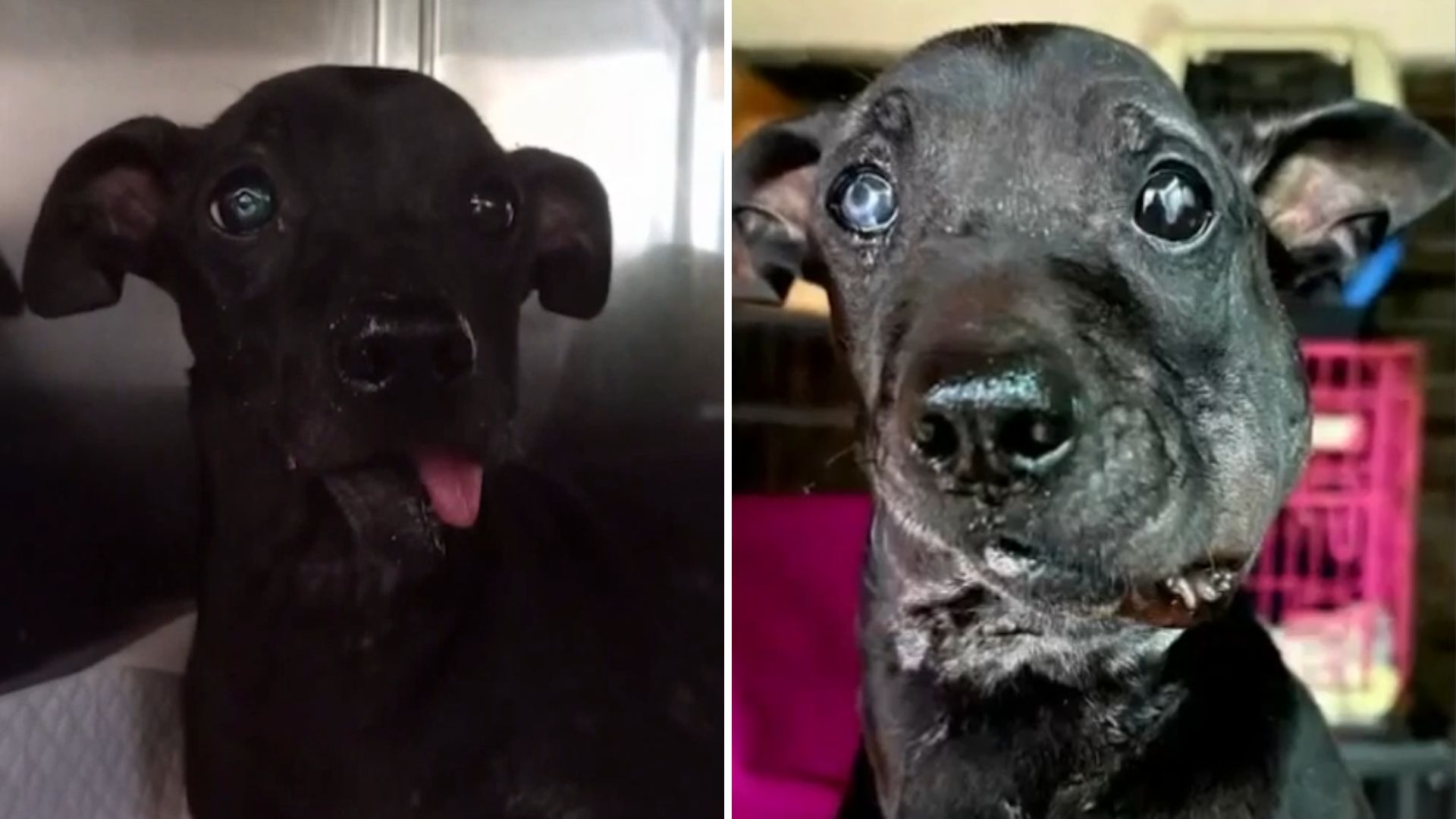 Zeus fue atacado por otro animal
