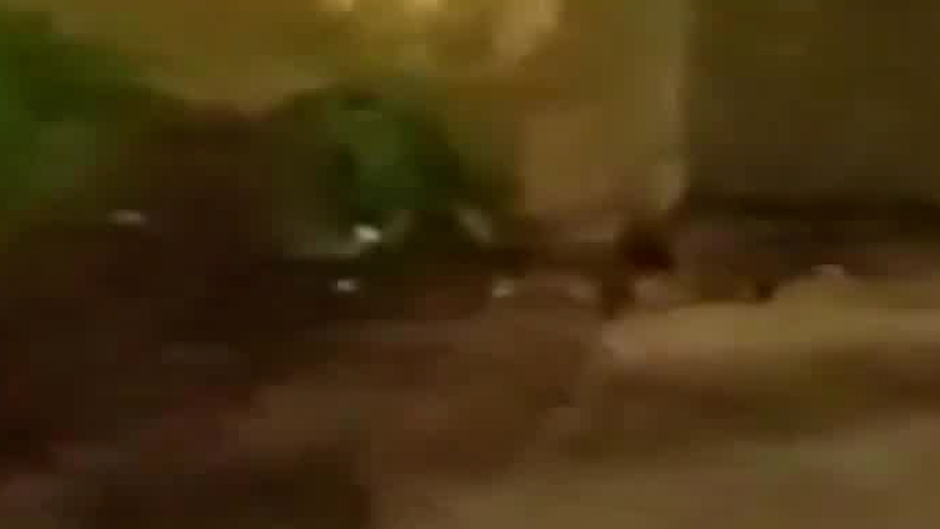 Presunta plaga de ratas preocupa a vecinos de San José