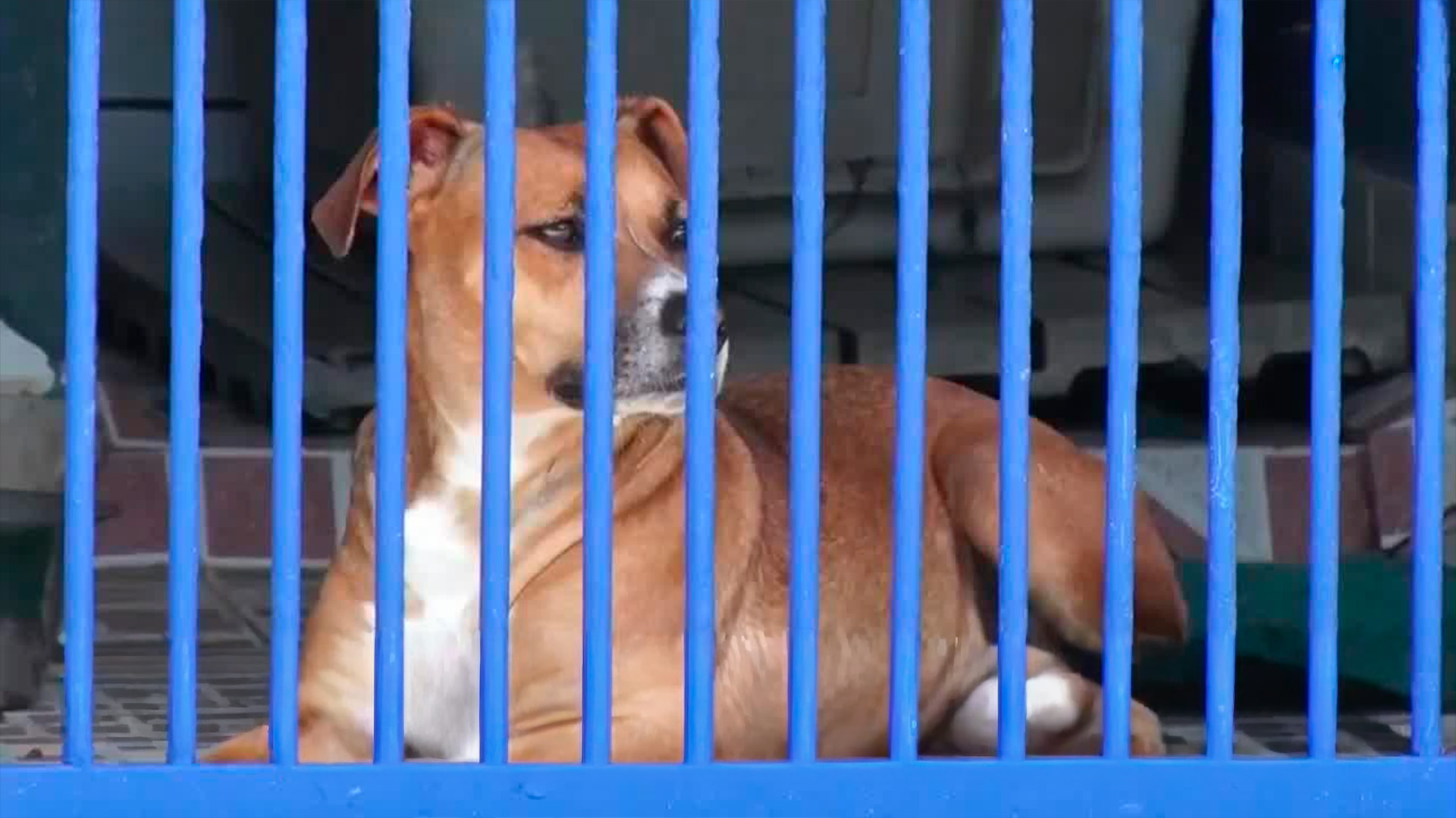 Presentan reforma de bienestar animal