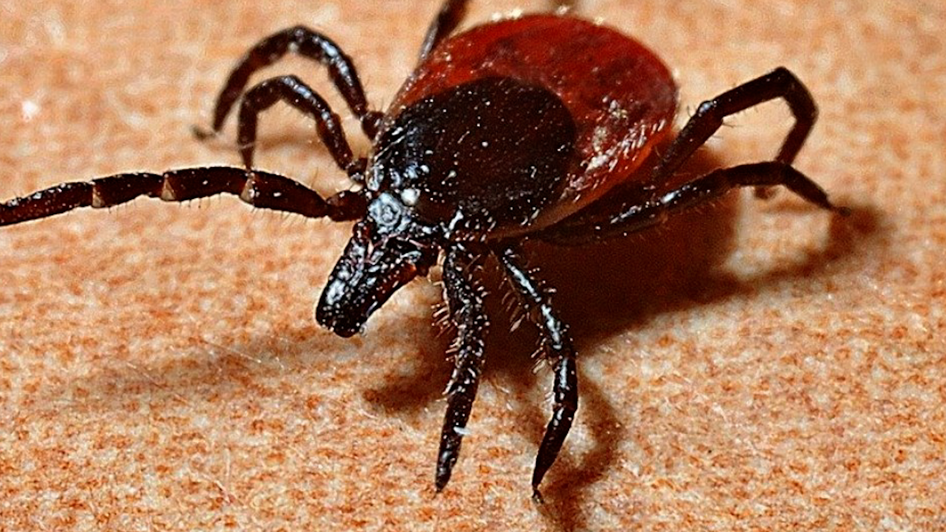 Detectan nuevo virus en garrapatas