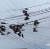 ¿Por qué los zapatos en cables generan alerta?