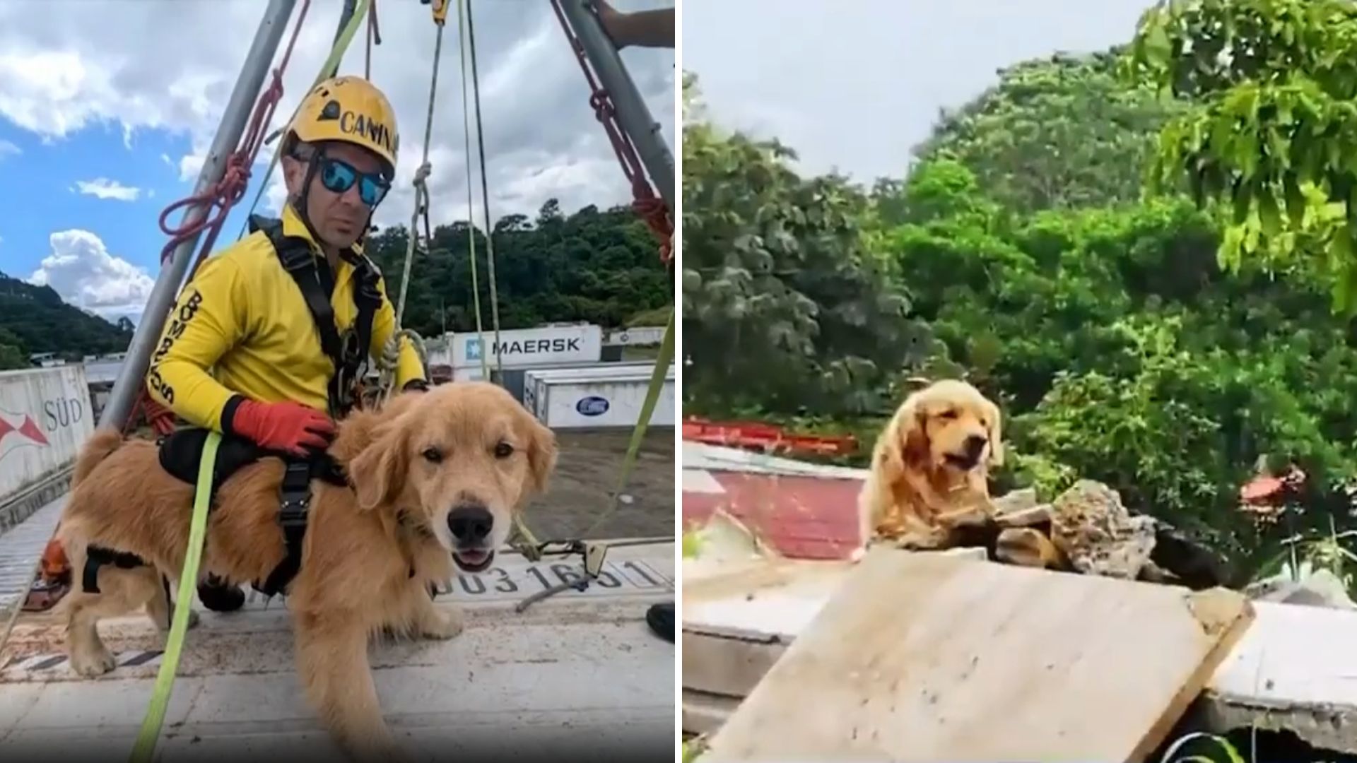 21 de julio: Día Mundial del Perro