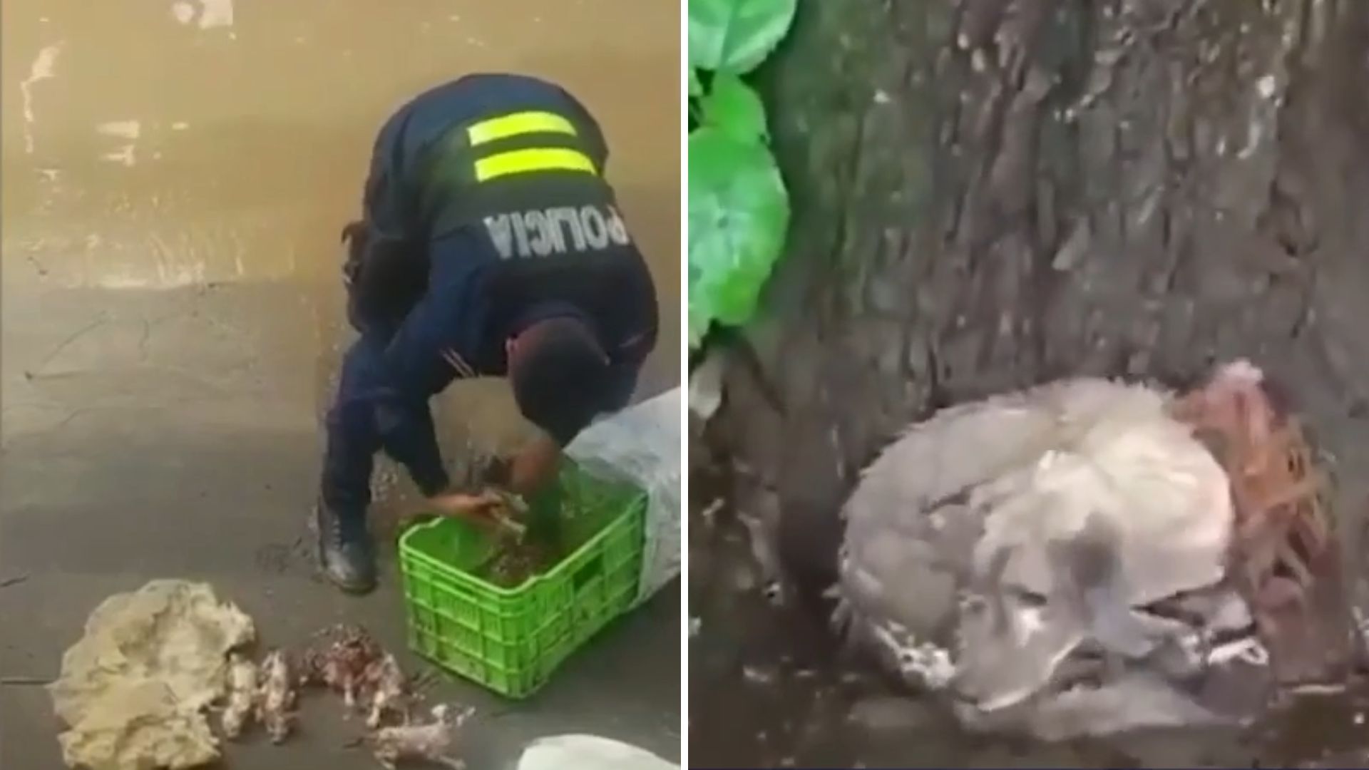 Hombre es detenido por abandonar dos perros