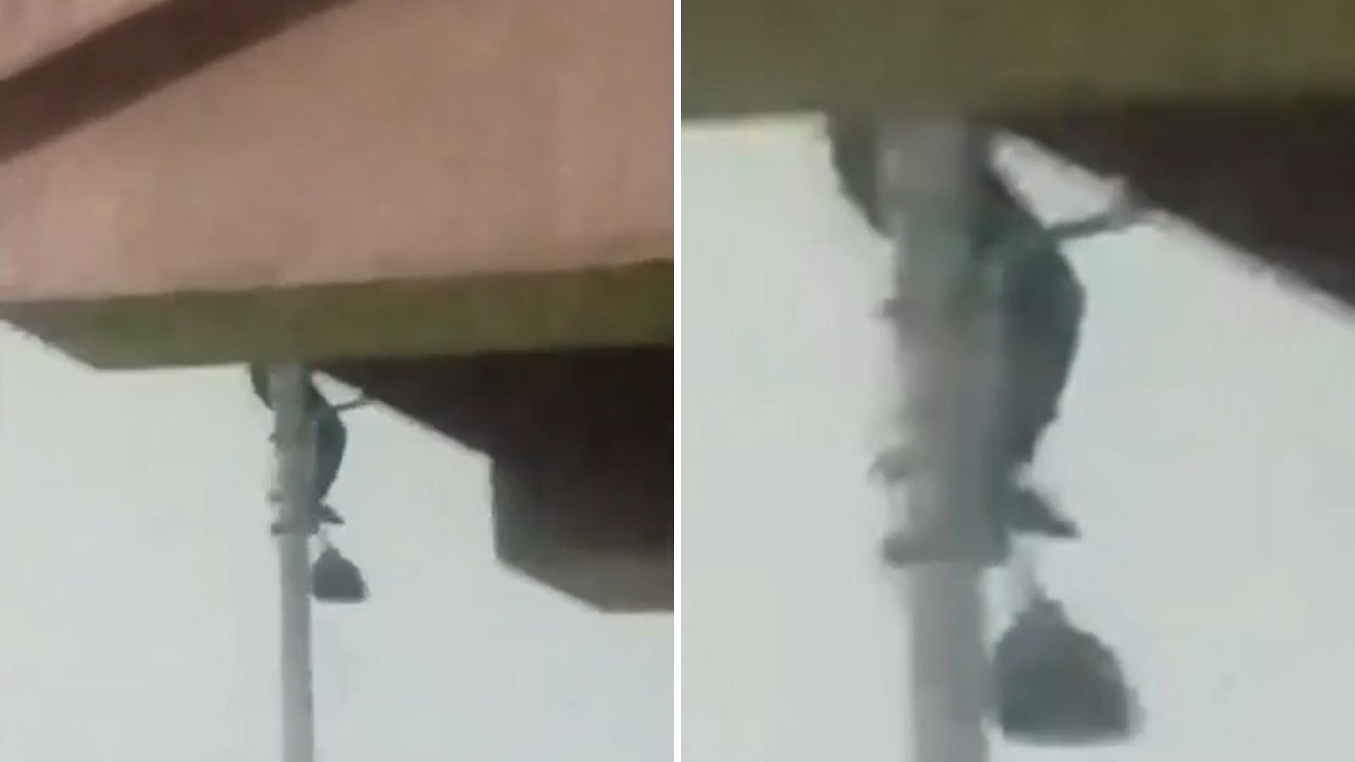 Habitante de calle intenta robar lámpara en Cartago | VIDEO
