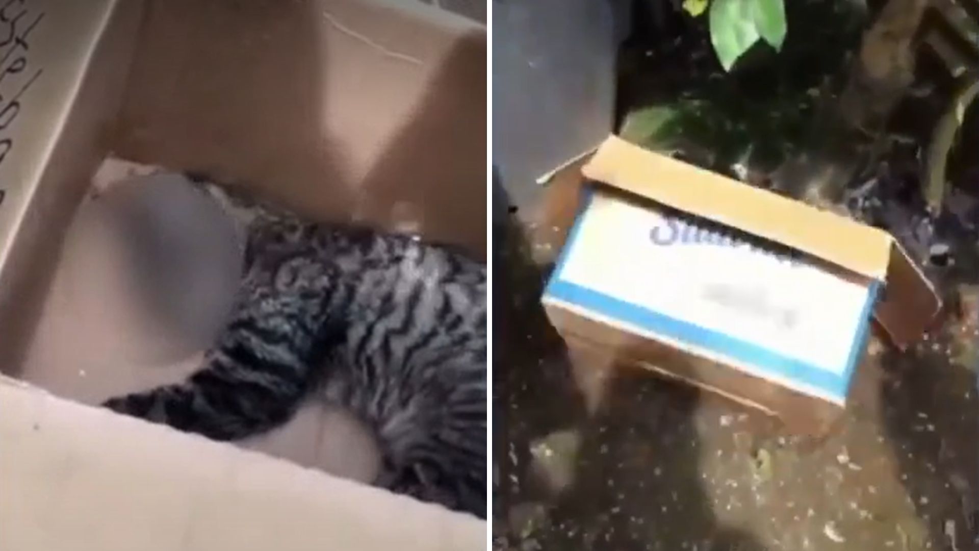 Mujer patea caja con gato fallecido | VIDEO