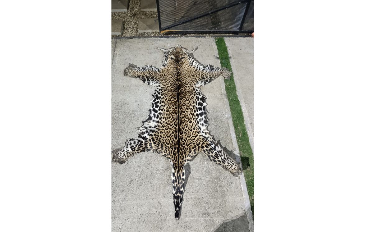 Piel de jaguar decomisada. (OIJ)