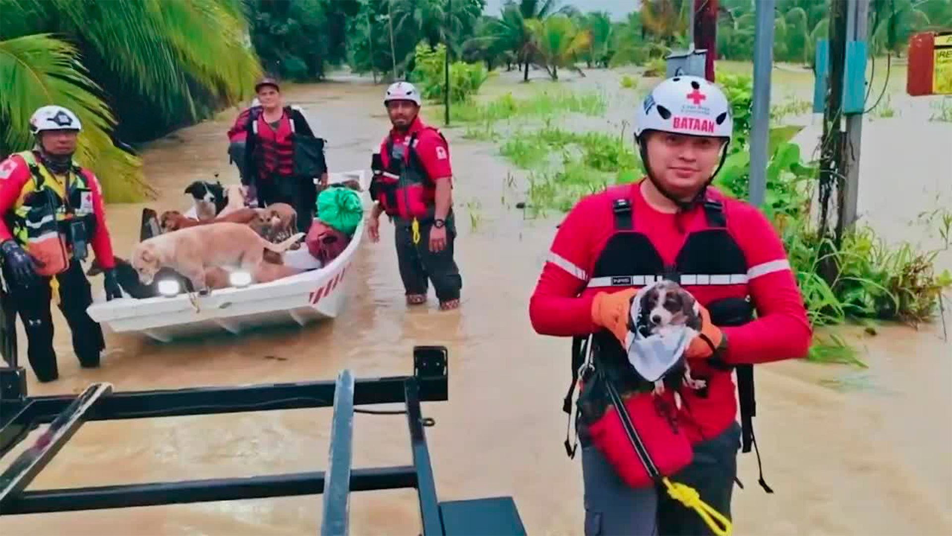Inundaciones pusieron en riesgo a mascotas en Matina