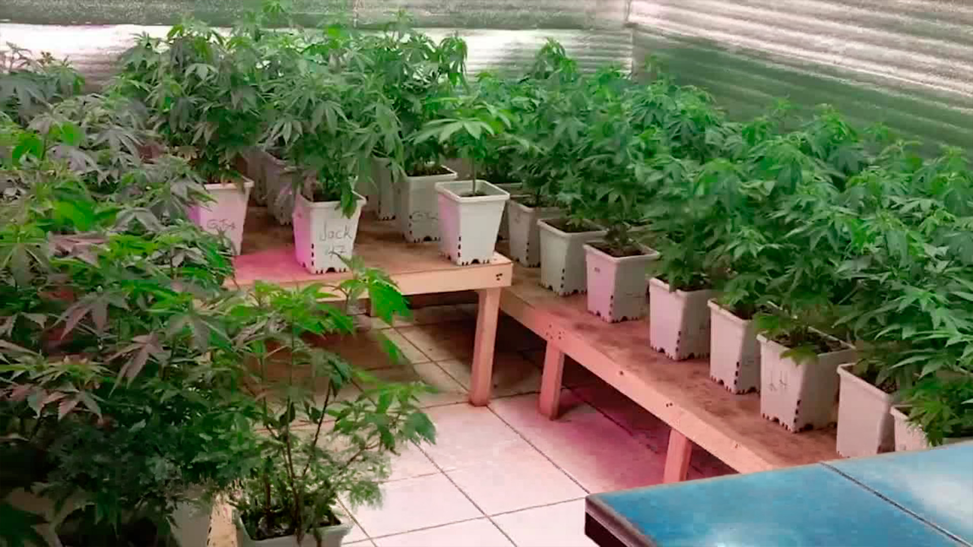 Desarticulan laboratorio de marihuana en Alajuela