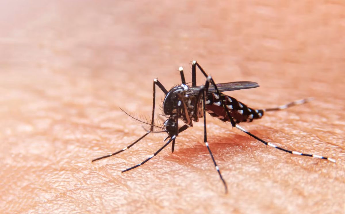 Dengue aumenta 30% en Costa Rica