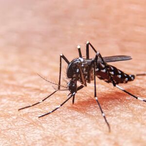 Dengue aumenta 30% en Costa Rica