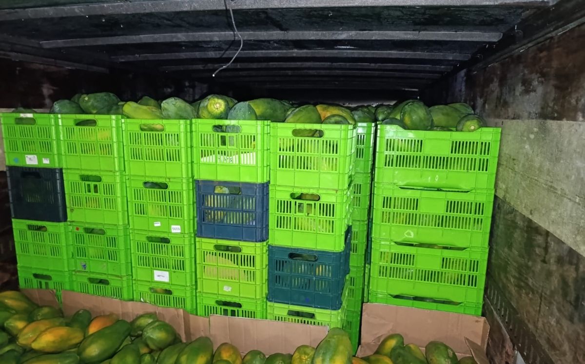 SFE decomisa 12.700 kilos de papaya de contrabando en Paso Canoas