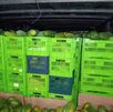 SFE decomisa 12.700 kilos de papaya de contrabando en Paso Canoas