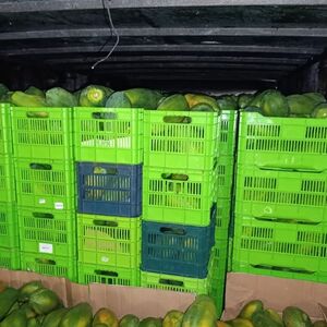SFE decomisa 12.700 kilos de papaya de contrabando en Paso Canoas