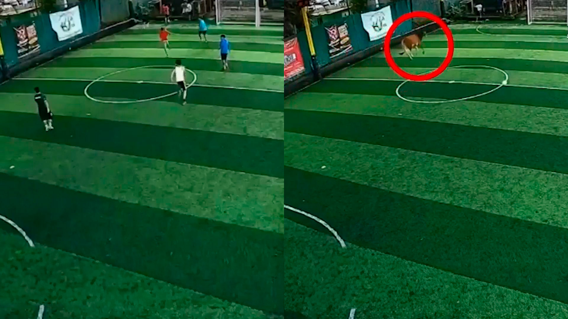 Toro de invade cancha de futbol en Alajuelita
