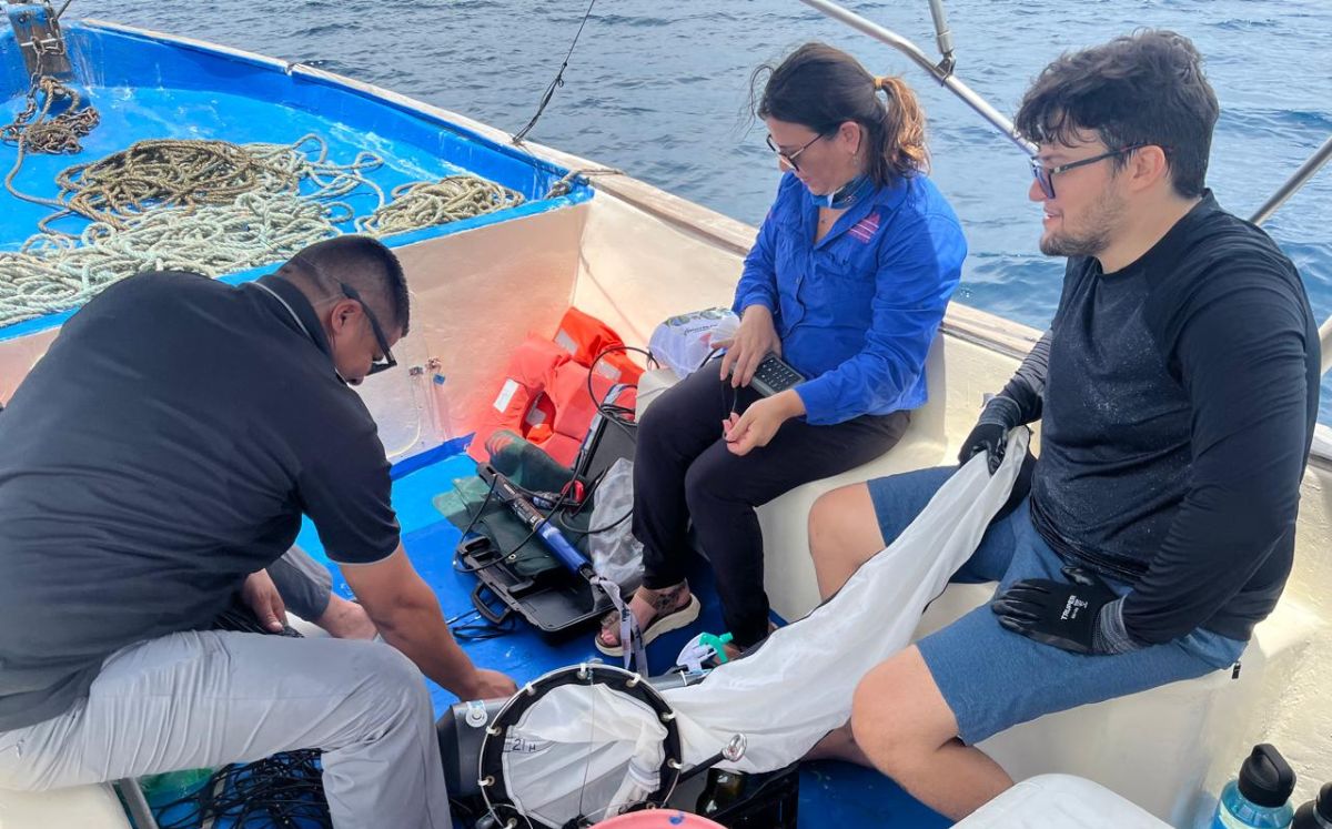 Calentamiento del mar podría explicar muerte de cangrejos
