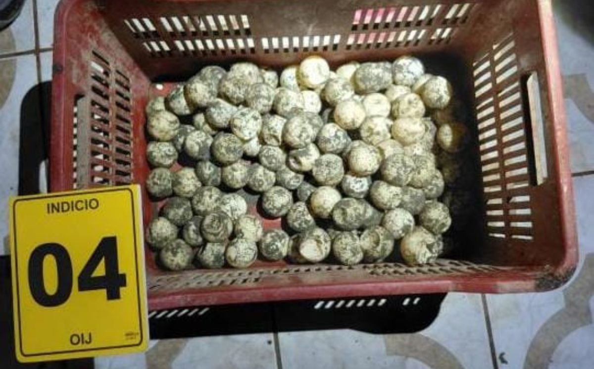 OIJ detiene a hombre por presunto comercio de vida silvestre en Limón