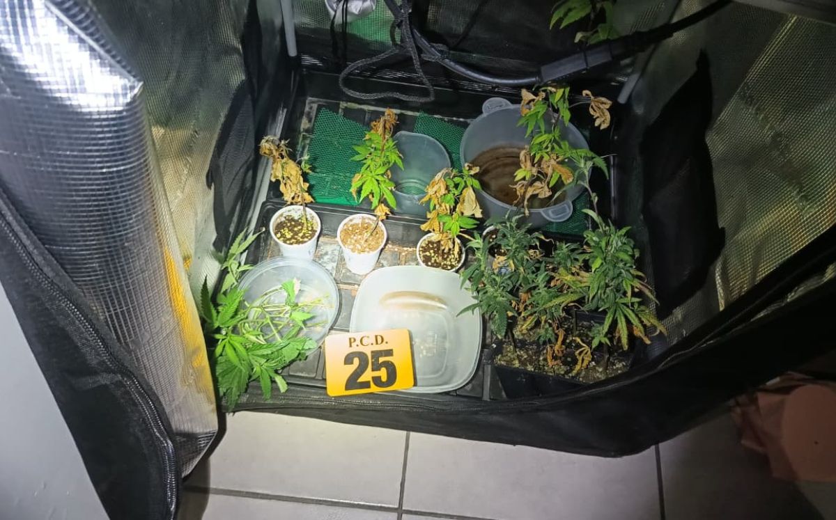 Cinco personas detenidas tras localizar laboratorio de marihuana