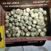 OIJ detiene a hombre por presunto comercio de vida silvestre en Limón